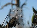 2008-10-11_Tiverton_Trustom 069